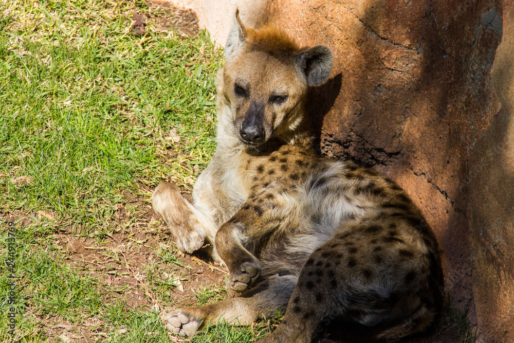 Spotted hyena, crocuta crocuta, laying on the grass Spotted hyena, crocuta crocuta, laying on the grass