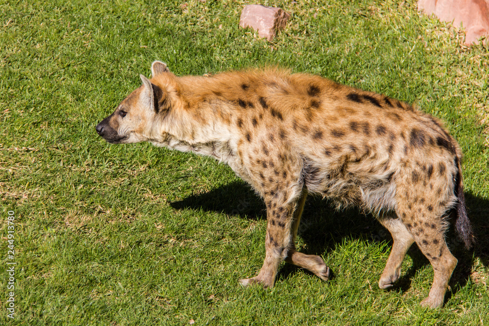 Spotted hyena, crocuta crocuta, walking on the grass Spotted hyena, crocuta crocuta, walking on the grass