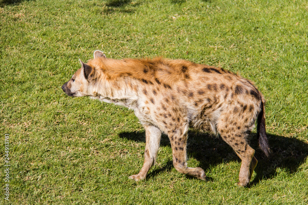 Spotted hyena, crocuta crocuta, walking on the grass Spotted hyena, crocuta crocuta, walking on the grass