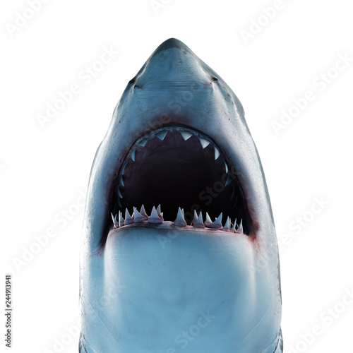 3d rendered illustration of a great white shark photo