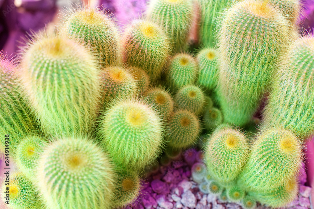 Many green cactus on bright purple background, cacti blurred background close up top view macro Many green cactus on bright purple background, cacti blurred background close up top view macro
