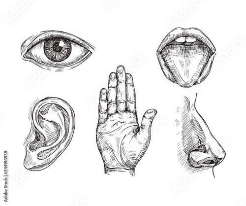Sense organs. Hand drawn mouth and tongue, eye, nose, ear and hand palm. Engraving five senses vector illustration. Hear and sense, taste and see, listening sensor photo