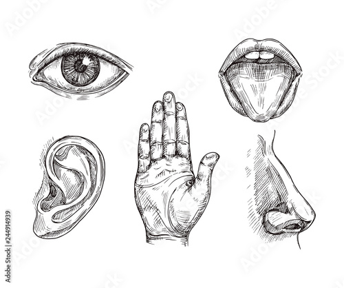 Sense organs. Hand drawn mouth and tongue, eye, nose, ear and hand palm. Engraving five senses vector illustration. Hear and sense, taste and see, listening sensor