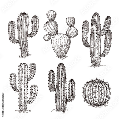 Sketch cactus. Hand drawn desert cactuses. Vintage engraving western mexican plants vector set. Desert cactus collection, engraving tropical cacti illustration