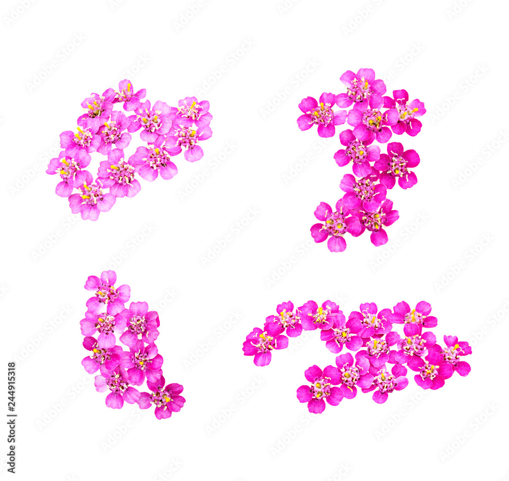 Set of pink yarrow flowers