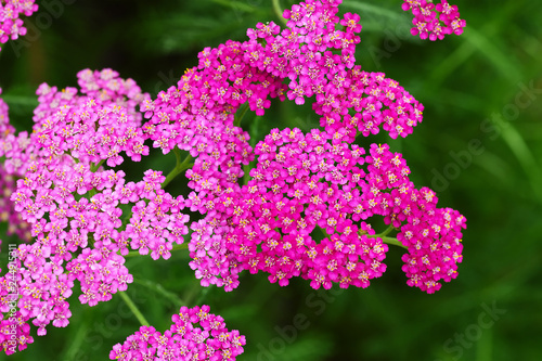 Closeup of pink yarrow flow...