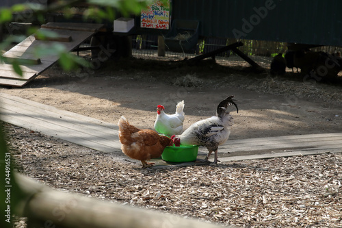 Tableau sur toile free range chickens