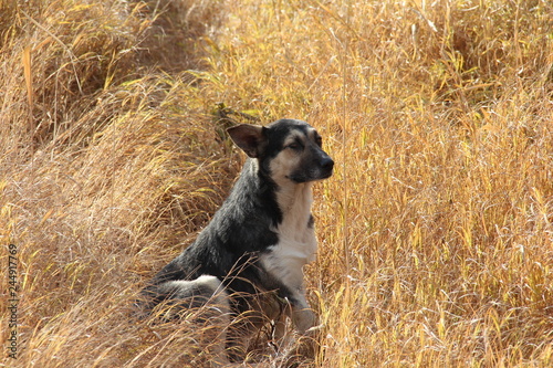 dog plays in trve photo