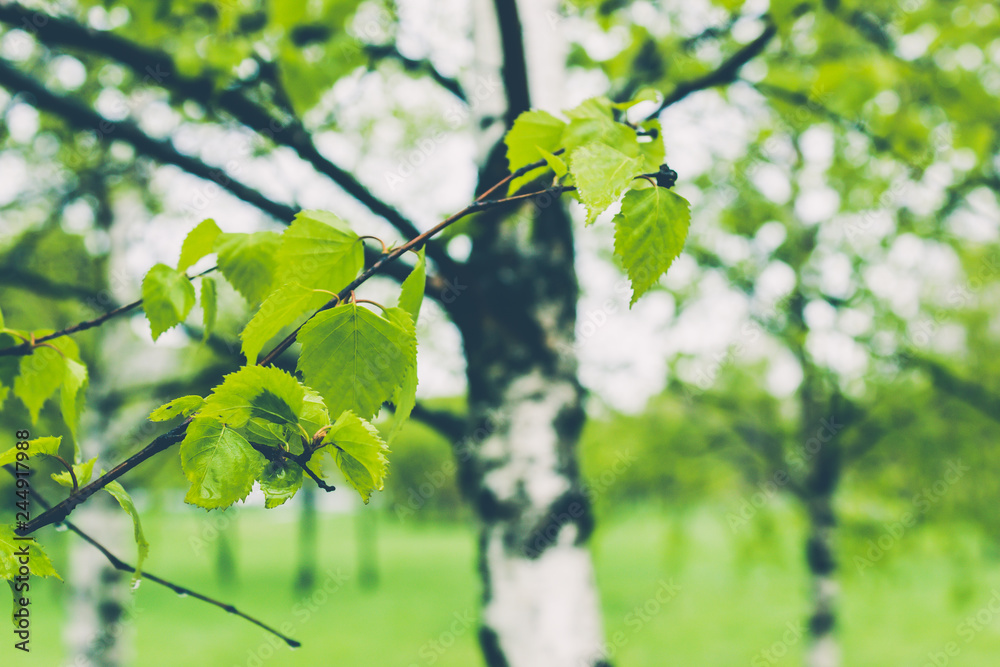 Obraz premium Ground green leaves in birch spring forest.