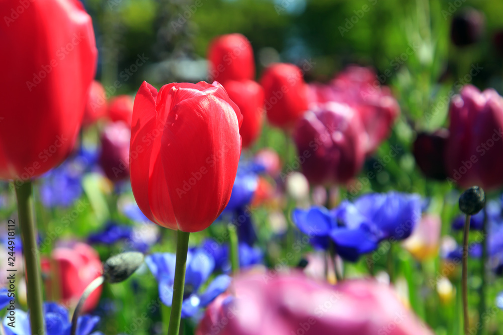 Fototapeta premium Blumenwiese im Frühling