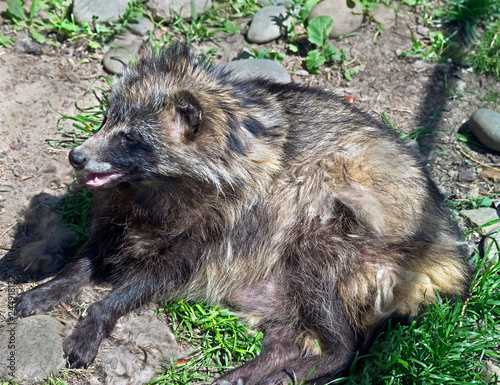 Raccoon dog. Latin name - Nyctereutes procyonoides photo