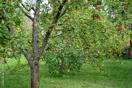 apple trees in the garden