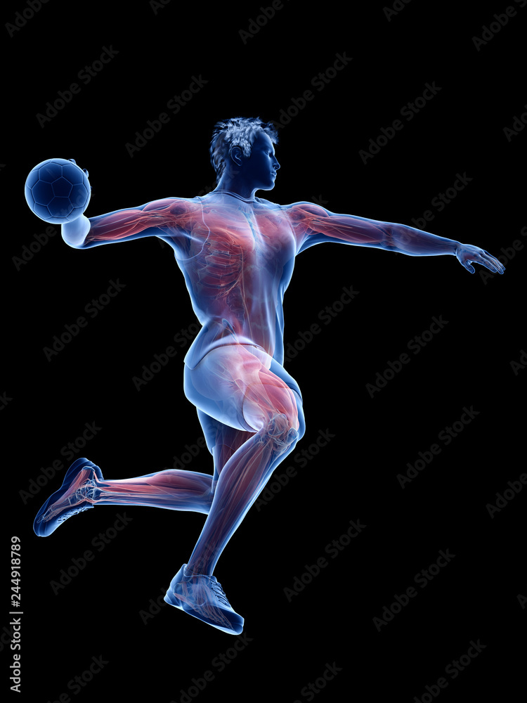 3d rendered medically accurate illustration of the muscles of a handball player