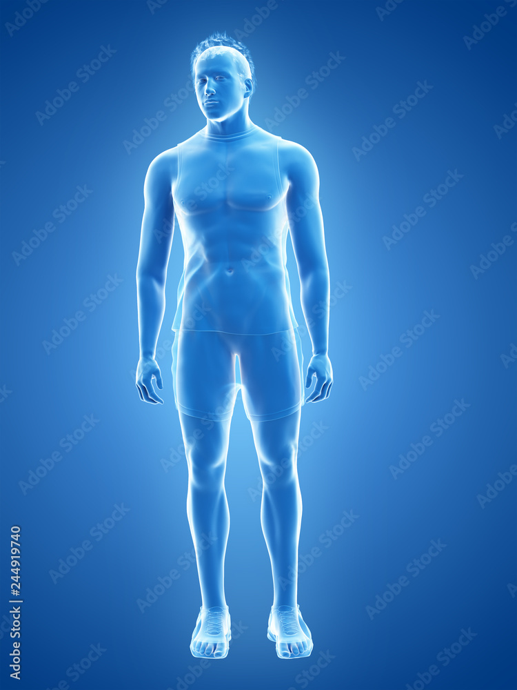 3d rendered medically accurate illustration of a male guy with cloth on 3d rendered medically accurate illustration of a male guy with cloth on