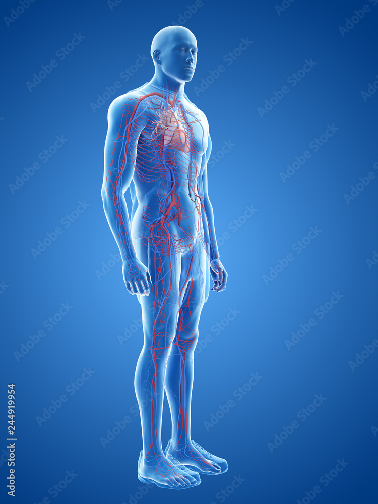 3d rendered medically accurate illustration of the human heart and vascular system 3d rendered medically accurate illustration of the human heart and vascular system