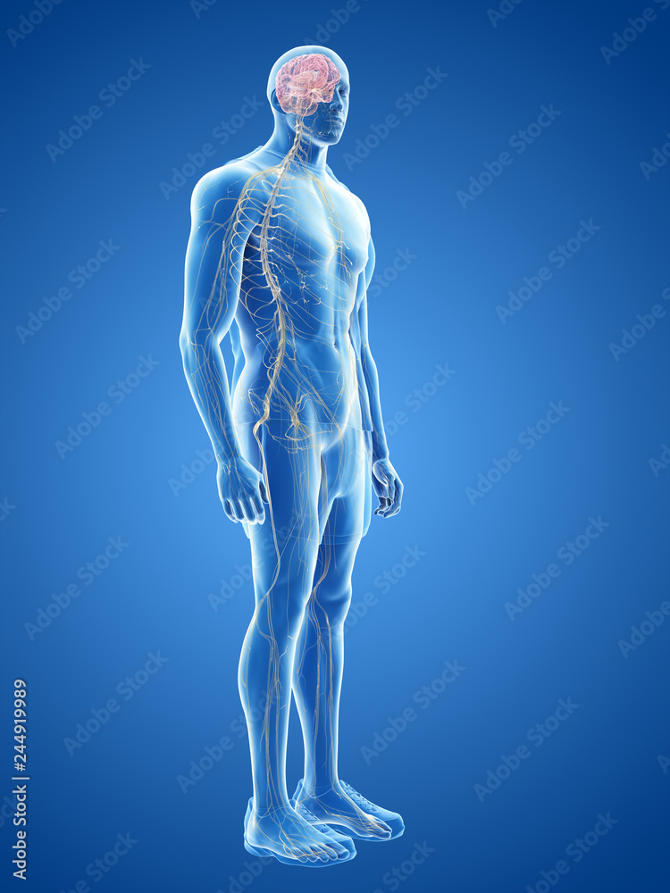 3d rendered medically accurate illustration of the human nervous system 3d rendered medically accurate illustration of the human nervous system