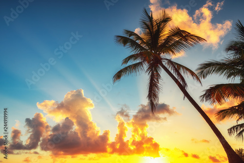 Fototapeta Naklejka Na Ścianę i Meble -  Palm tree against sunrise cloudscape. Tropical beach in Punta Cana, Dominican Republic