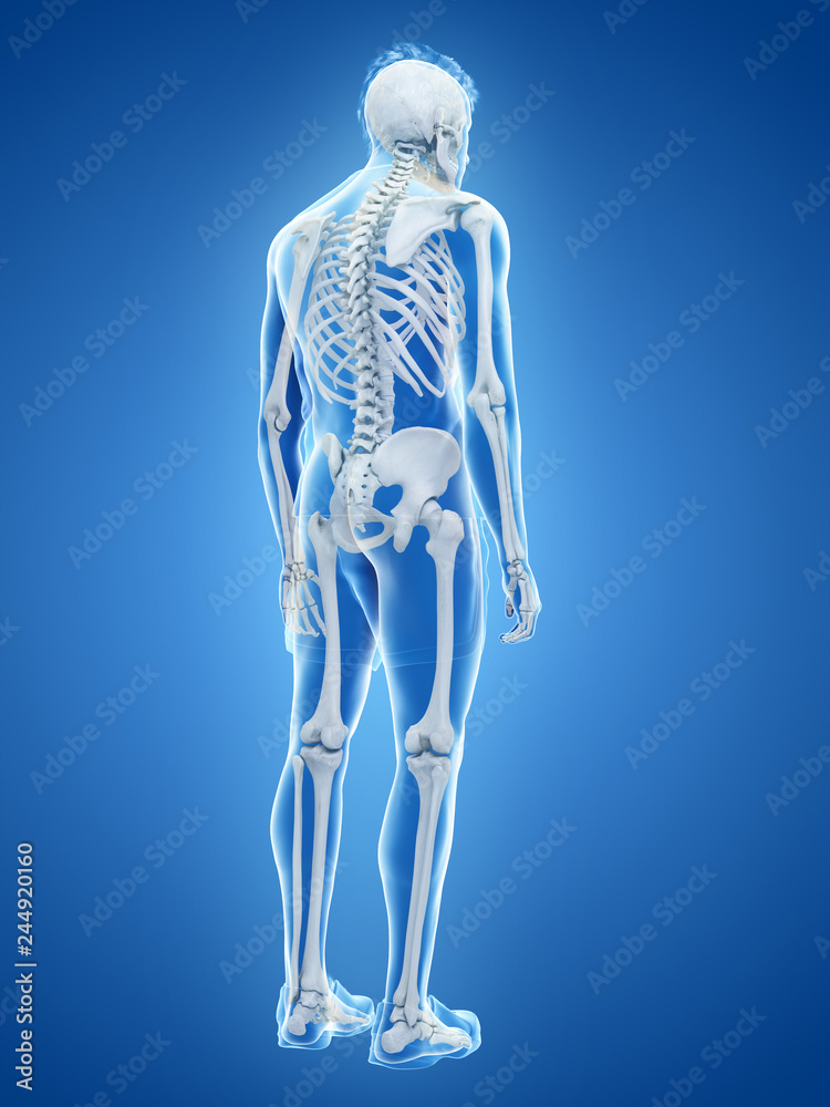 3d rendered medically accurate illustration of the human skeletal system 3d rendered medically accurate illustration of the human skeletal system