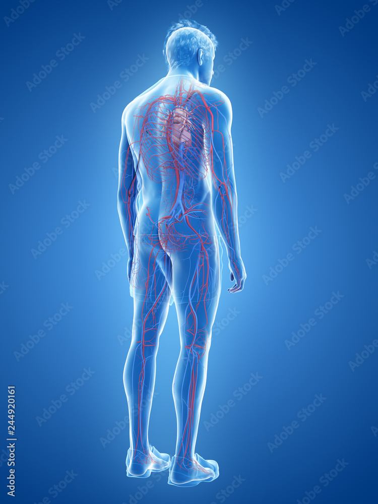 3d rendered medically accurate illustration of the human heart and vascular system 3d rendered medically accurate illustration of the human heart and vascular system