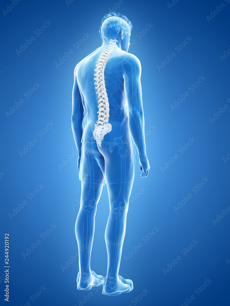 3d rendered medically accurate illustration of the human spine 3d rendered medically accurate illustration of the human spine