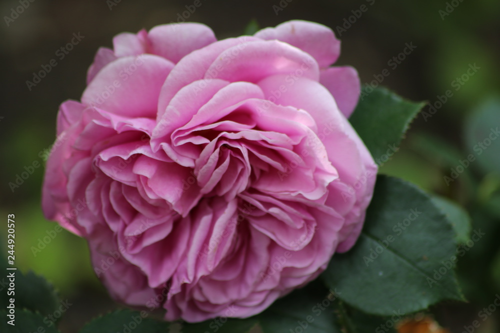 Rose Rose