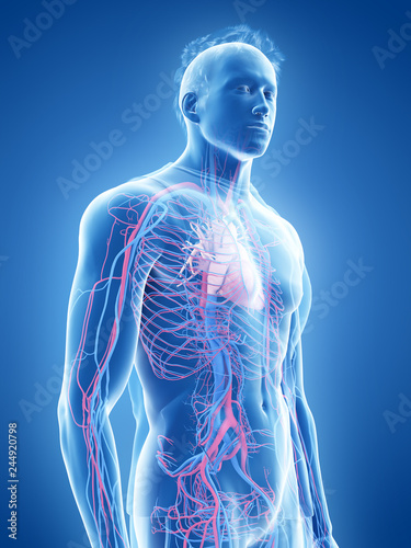 3d rendered medically accurate illustration of the human heart and vascular system photo