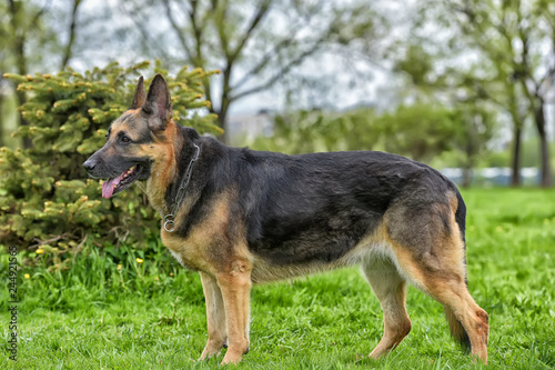old German shepherd dog  in the park © Evdoha