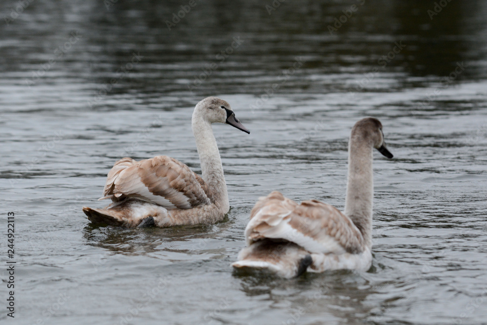 Baby swan, signet swimming on the lake Baby swan, signet swimming on the lake