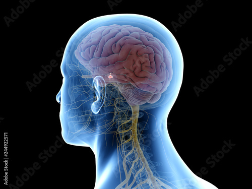 3d rendered medically accurate illustration of the pituitary gland