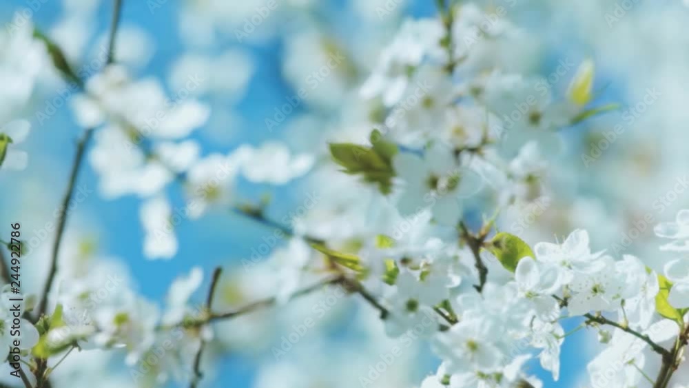 Closeup view of beautiful branch of blossoming fruit tree isolated on blue blurry sky background. Beauty of spring season concept. Real time full hd video footage. Closeup view of beautiful branch of blossoming fruit tree isolated on blue blurry sky background. Beauty of spring season concept. Real time full hd video footage.