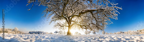 Magnificent panoramic winter scenery with a large tree in snow