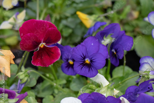 Flores