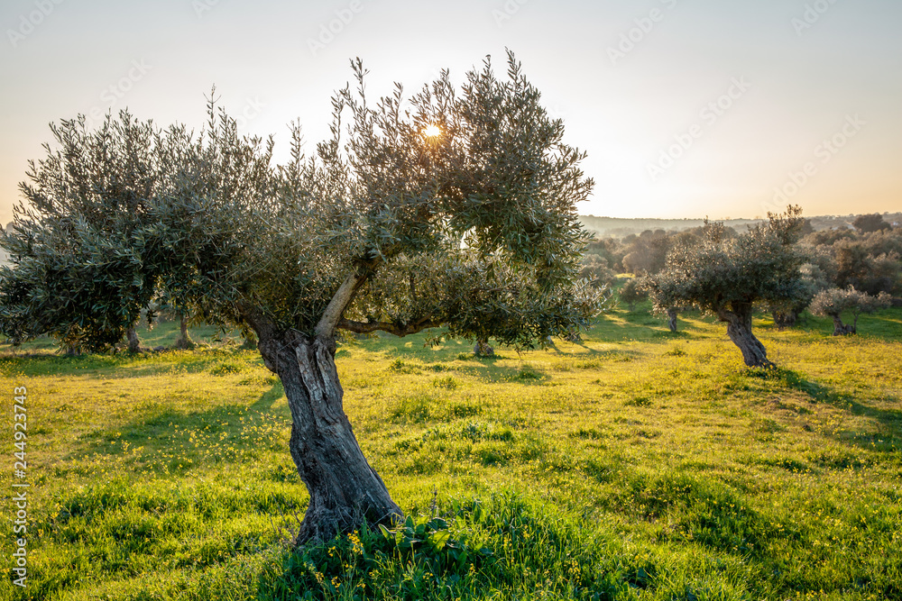 old olive trees grove in bright morning  sunlight Alentejo Landscape