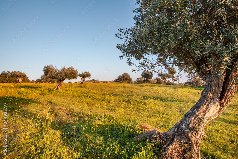 Obraz premium old olive trees grove in Flowery Landscape Alentejo Portugal Travel