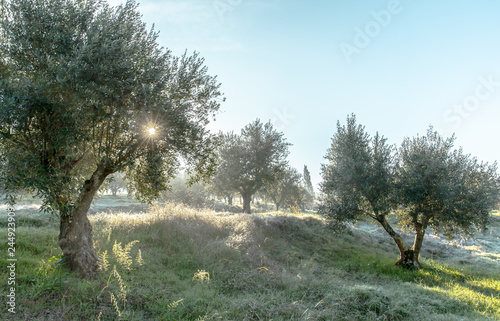 Foggy  olive grove in morning dew and hazy sunlight Landscape