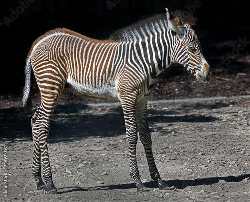 Grevy s zebra foal. Latin name - Equus grevyi 