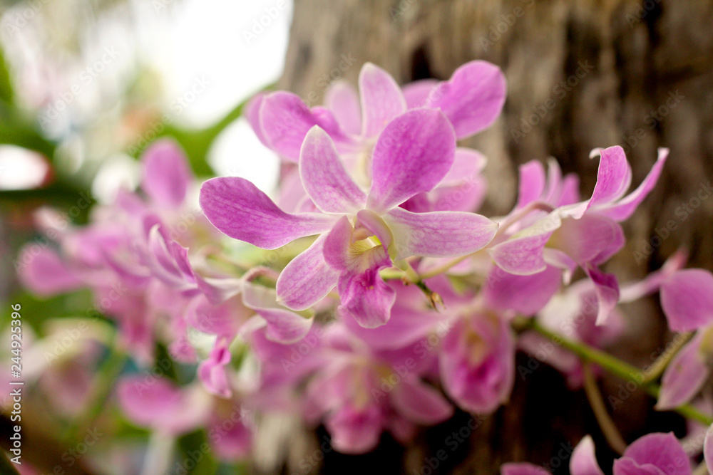 Obraz premium Orchid