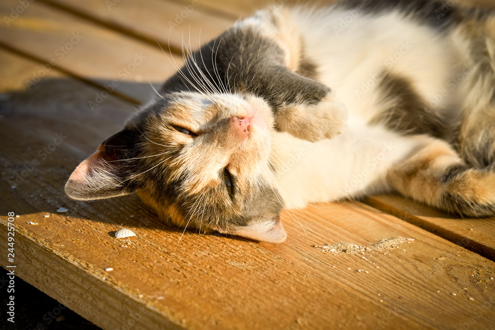 Obraz premium Portrait of a pacified cat lying on wooden boards outdoors