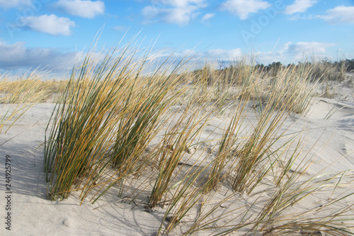 grass at sandy dune  baltic sea