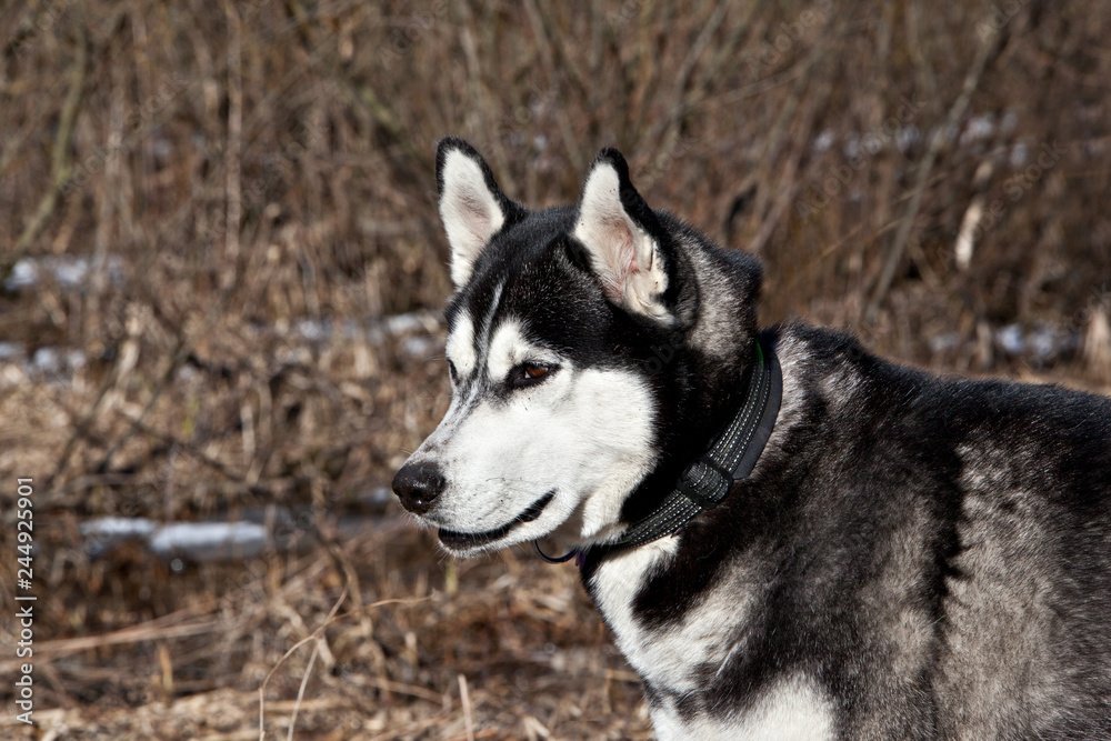 Dog breed Siberian Husky portrait on nature