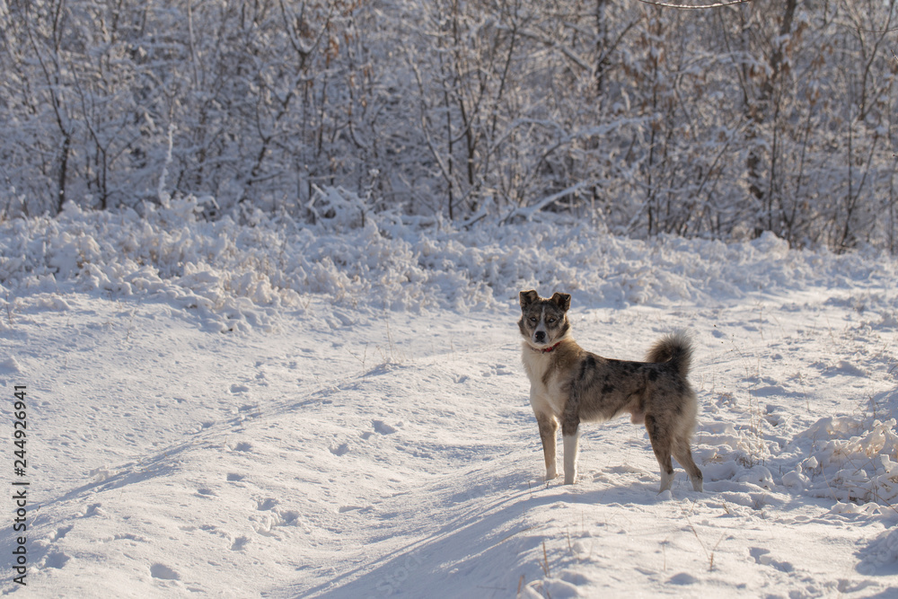 Fototapeta premium The alpha male of the Australian Shepherd dominates the winter forest. The predator controls its territory. Bypass possession.