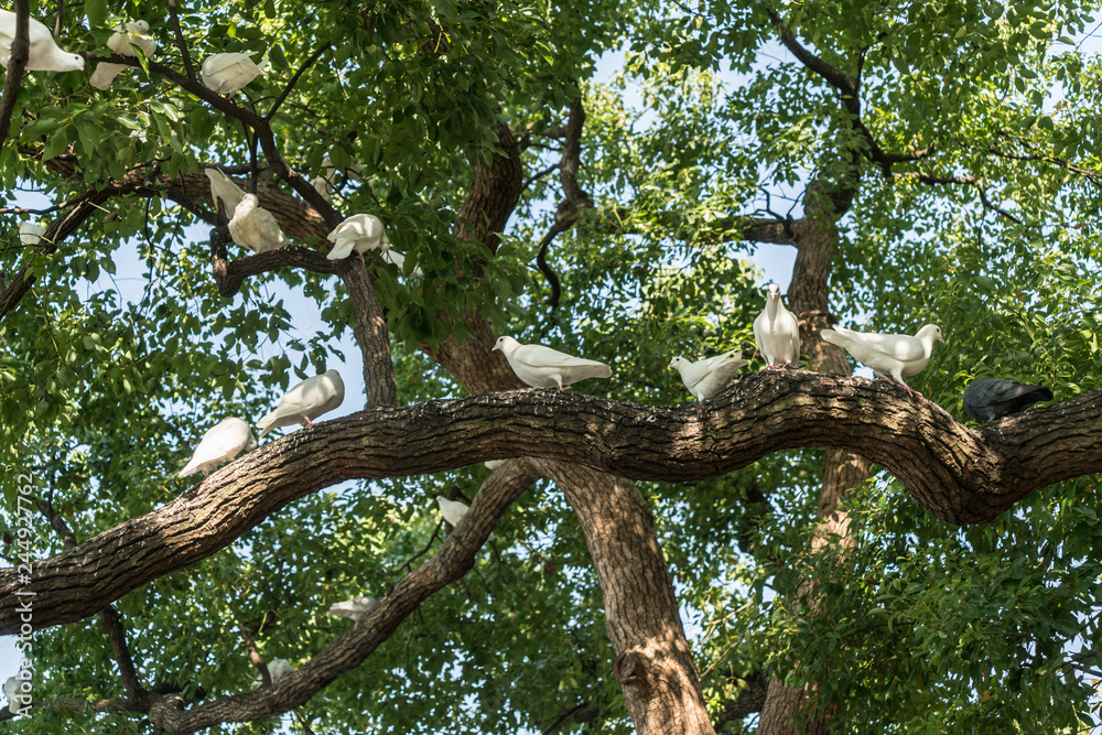 Obraz premium A group of white pigeons in the tree