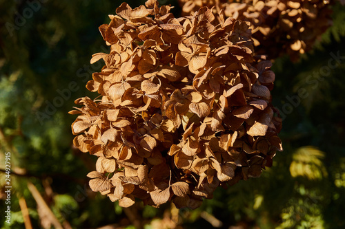 Close-up of a gorgeous hydrangea flower on a blurred background of green garden. Dried flowers on the trunk of a plant in the winter in December. Close-up. Nature concept for design.