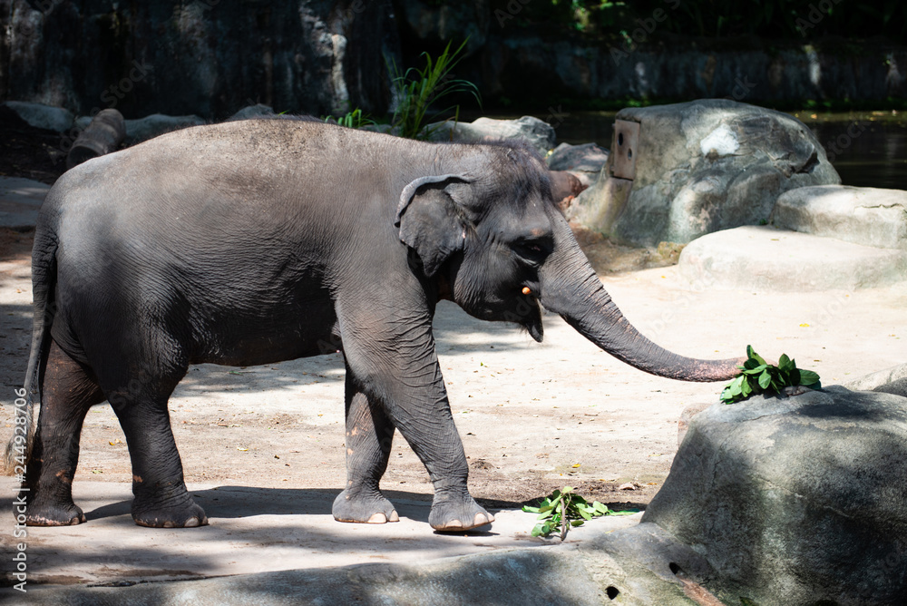 Fototapeta premium Captive asian elephant