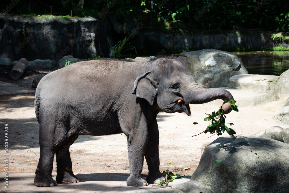 Fototapeta premium Captive asian elephant with carrot in mouth and leaves in its trunk