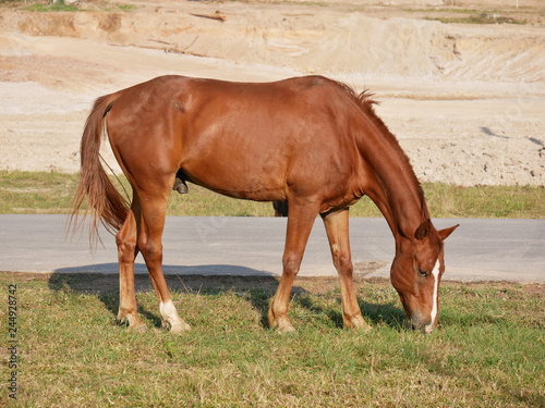 brown horse feeding grass.