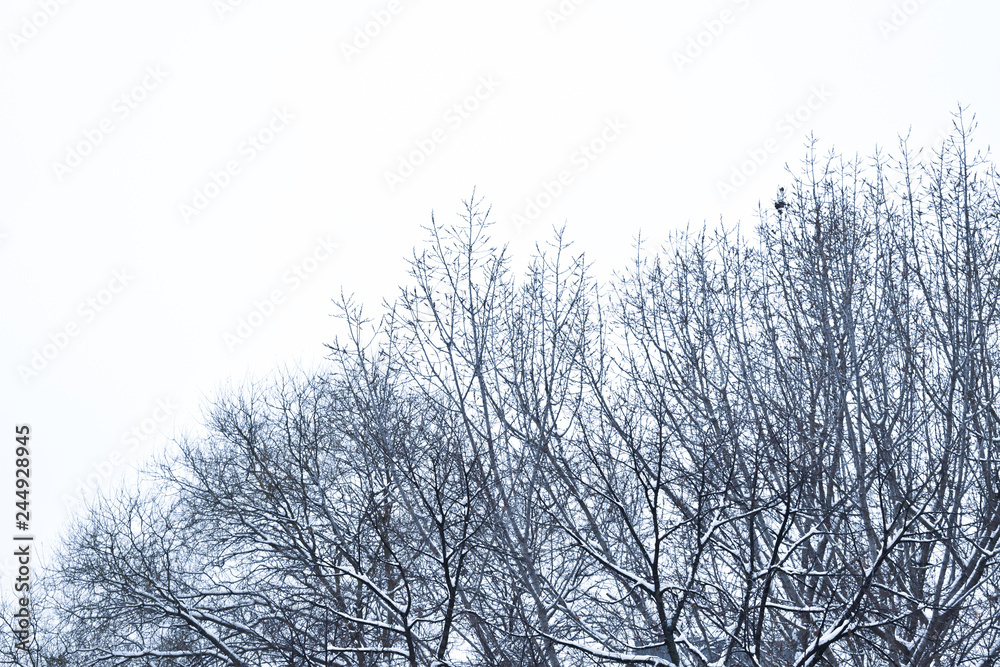 Tree braches covered with snow Tree braches covered with snow