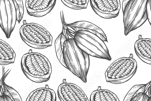 Vector Cocoa tree illustration