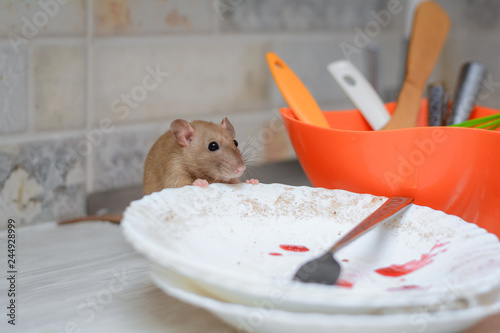 the rat eats the rest of the food from dirty dishes and kitchen utensils in the home kitchen. unsanitary conditions