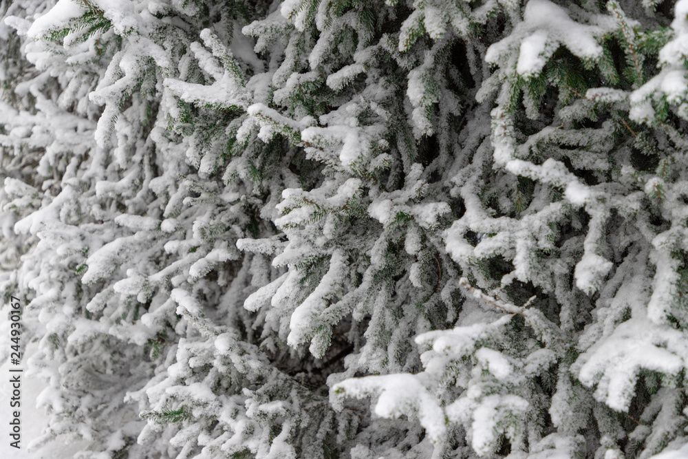 Snow covered spruce branches Snow covered spruce branches